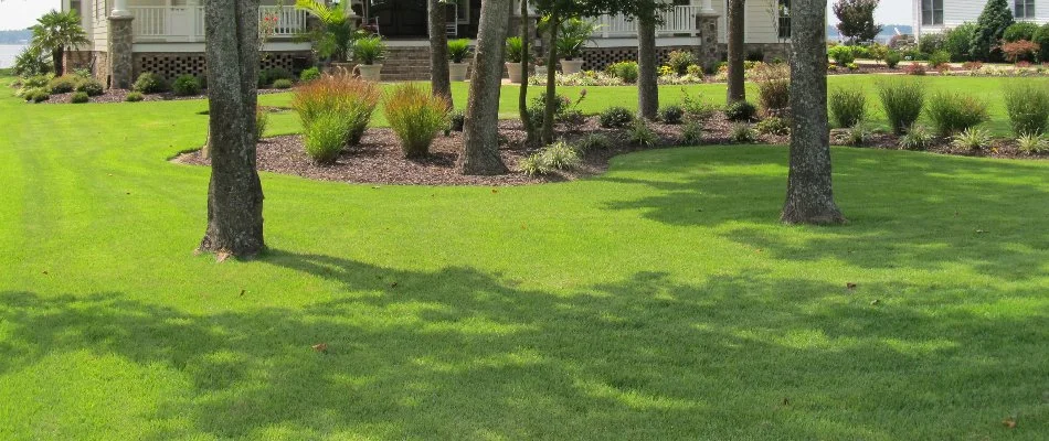 Large, green lawn in Edenton, NC, with trees and a landscape bed.