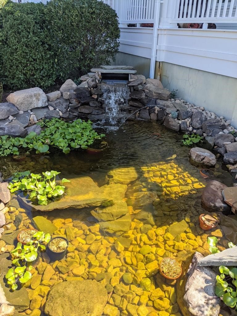 A pond with rocks and plants in it