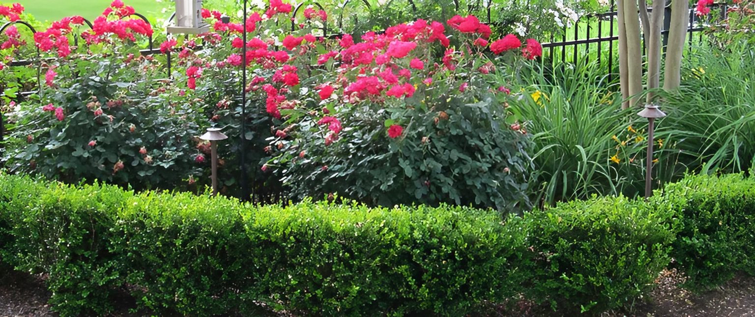 Garden with red roses and green shrubs.