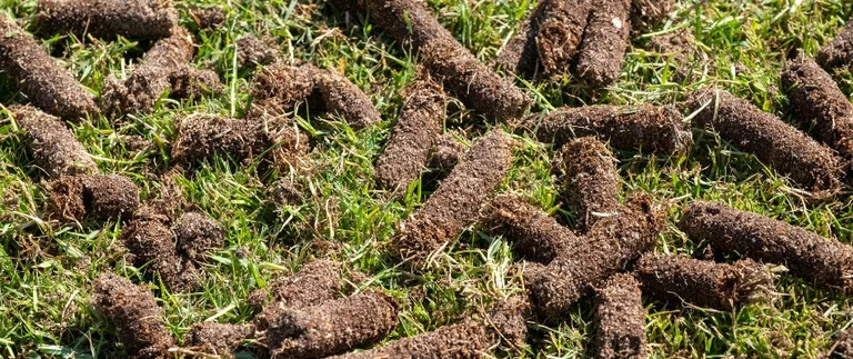 Soil plugs scattered on green grass.