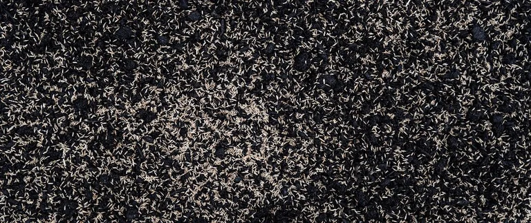 Ants swarming on dark, textured ground surface.