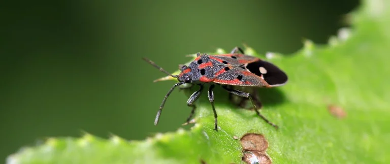 Colorful bug on a green leaf.