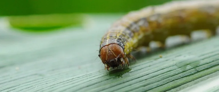 Caterpillar crawling on a green leaf.