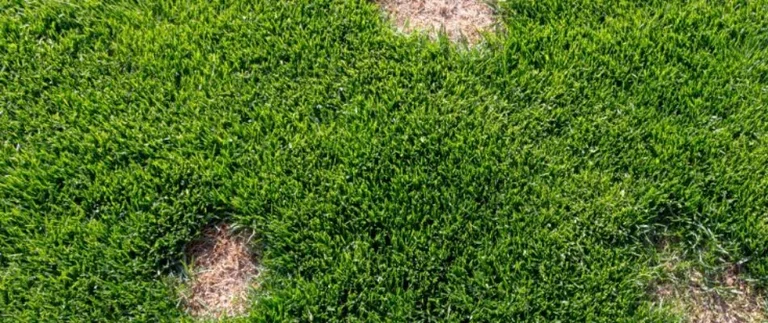 Green grass with brown patches visible.