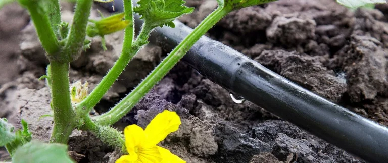 Drip irrigation on soil with yellow flower.