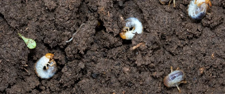 Grubs in soil, close-up view.