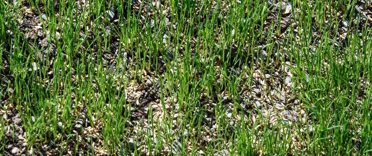 Sprouting grass on rocky soil surface.