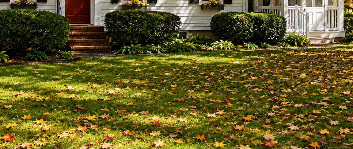 Front yard with fallen autumn leaves.