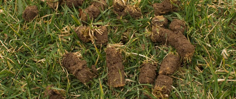 Animal droppings on grass.