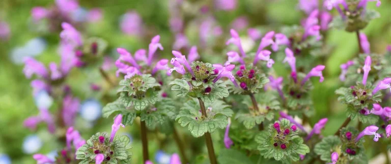Purple wildflowers blooming in a green field.