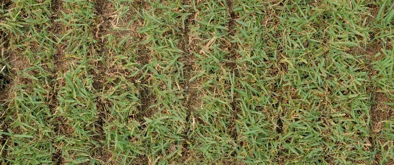 Green grass with visible soil patches.