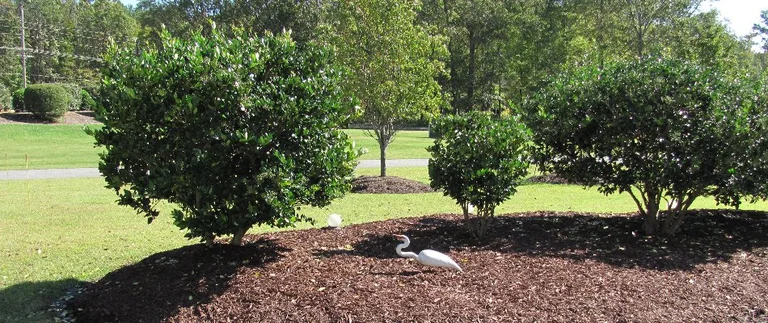 Egret standing on mulched garden bed.