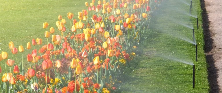 Tulips and sprinklers in a garden.