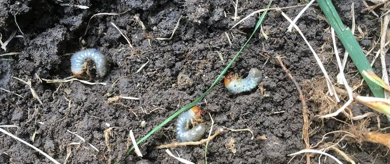 Grubs in soil with grass and roots.