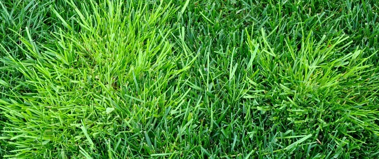 Patchy green grass with uneven growth.