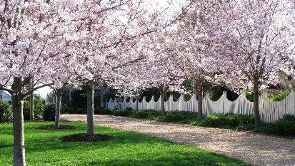 Cherry blossoms lining a dirt pathway.