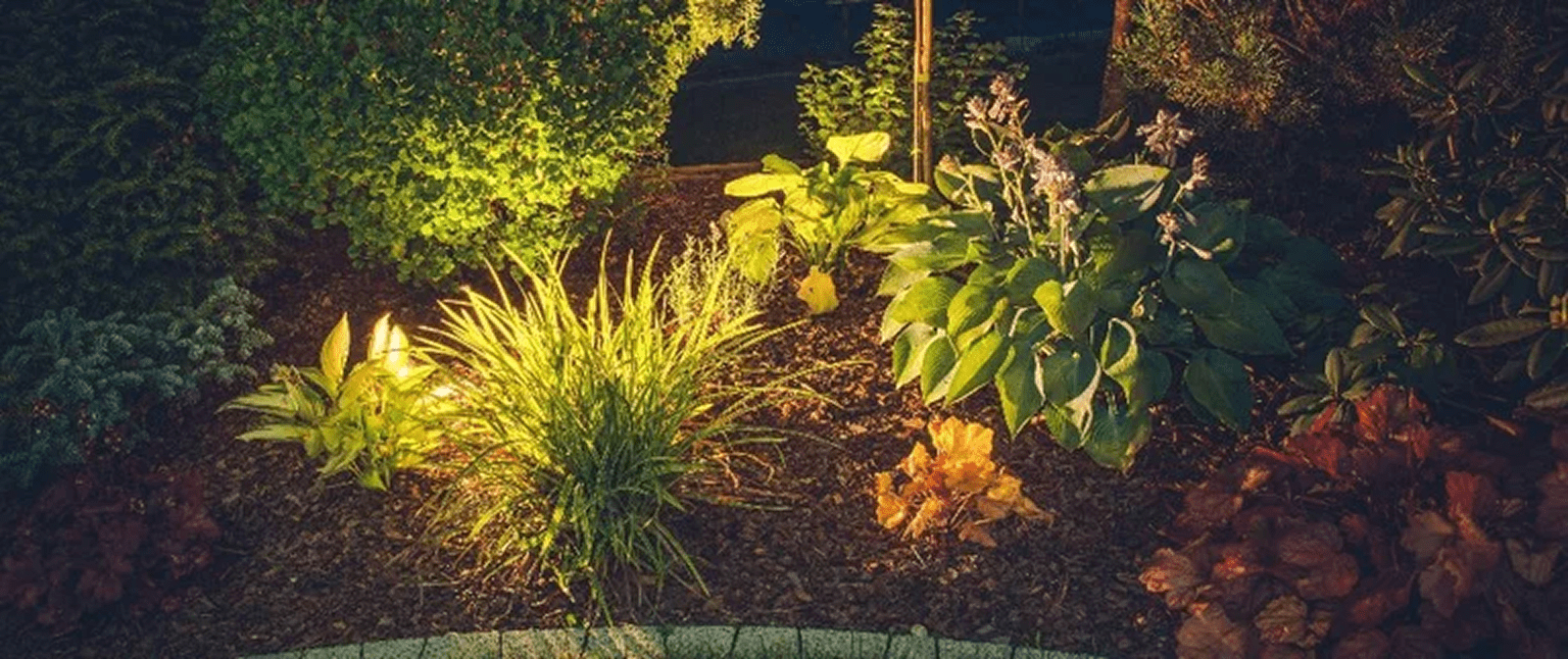 Garden plants illuminated by night lights.