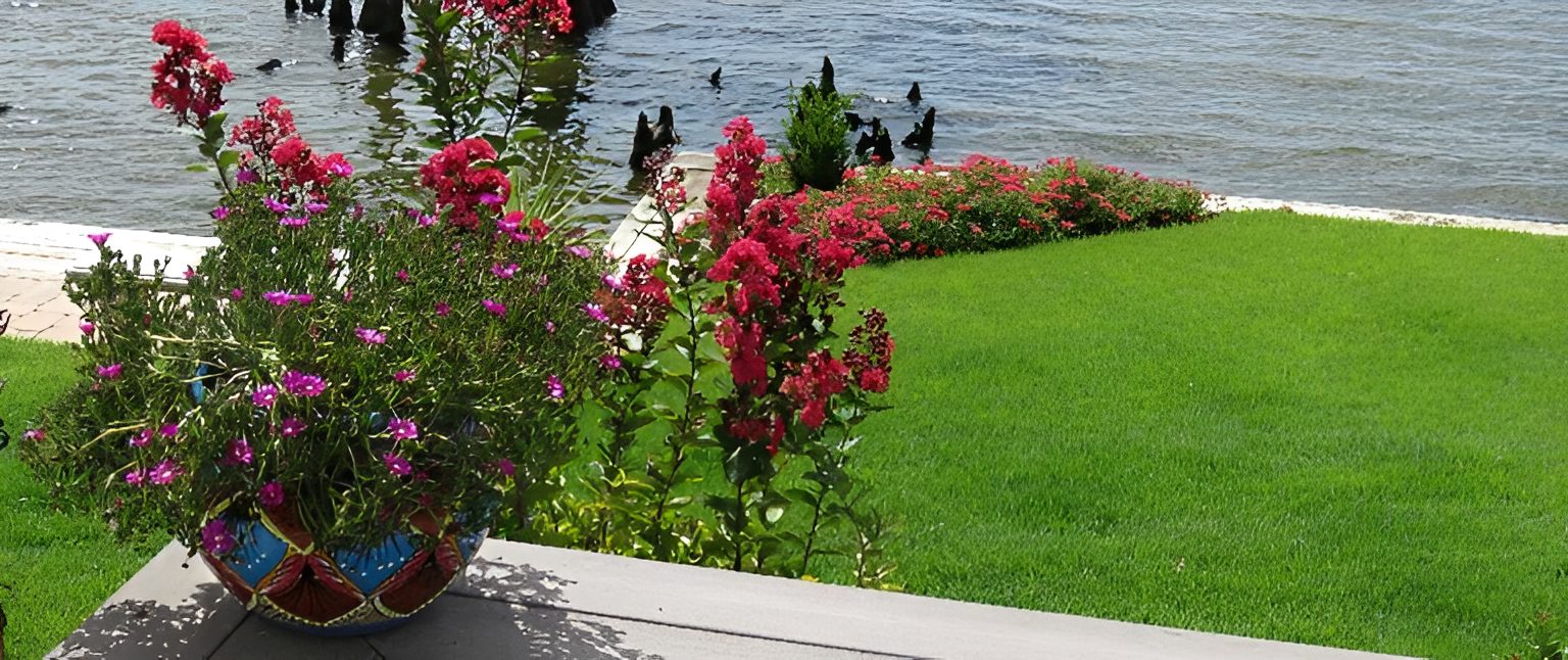 Flowers by lakeside with lush green grass.