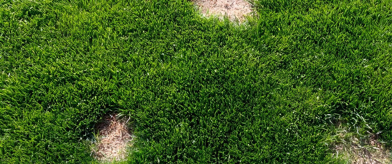Patchy green grass with brown spots.