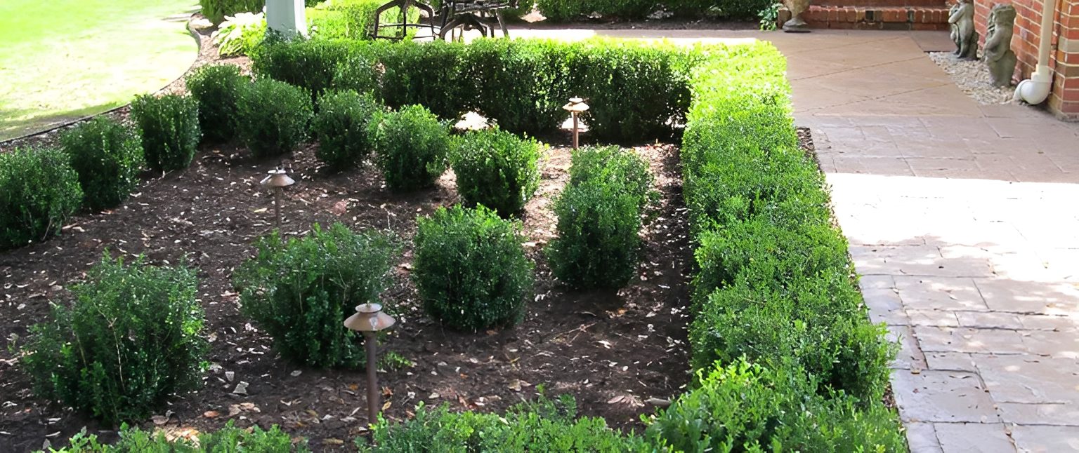 Neatly trimmed garden with small shrubs.