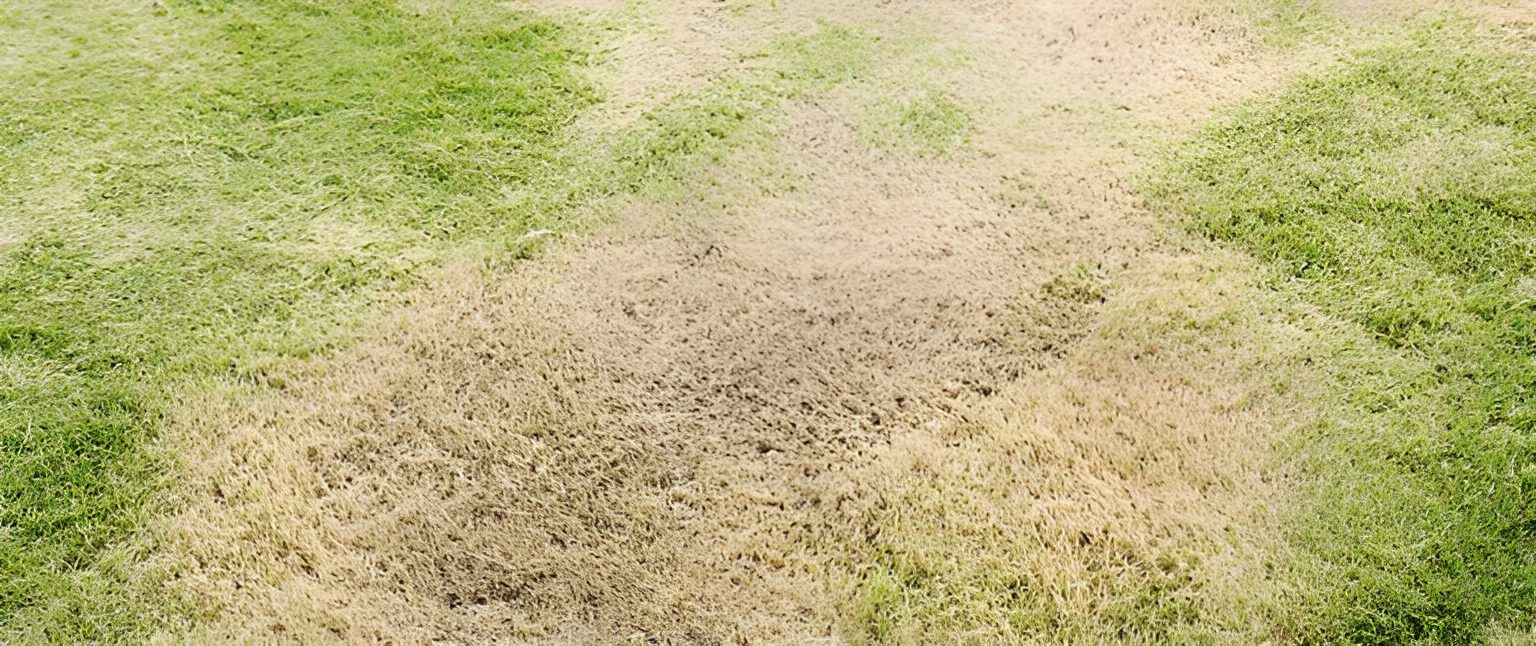 Patchy green and brown grass on lawn.