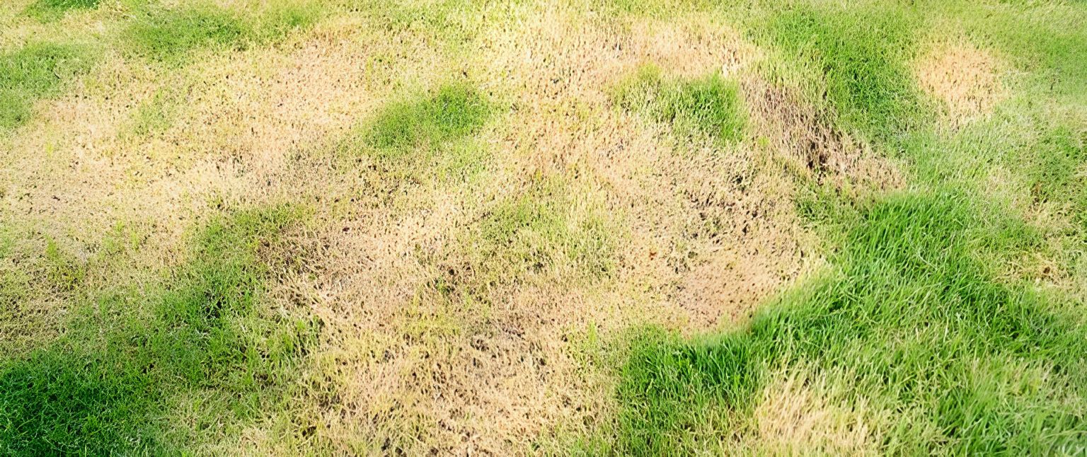 Patchy grass with green and brown areas.