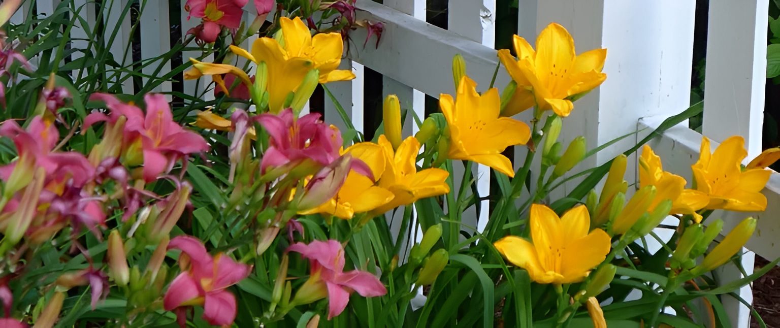 Yellow and pink flowers by white fence.