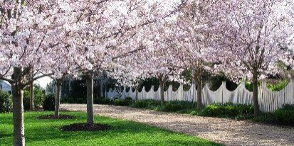 Cherry blossoms lining a dirt pathway.